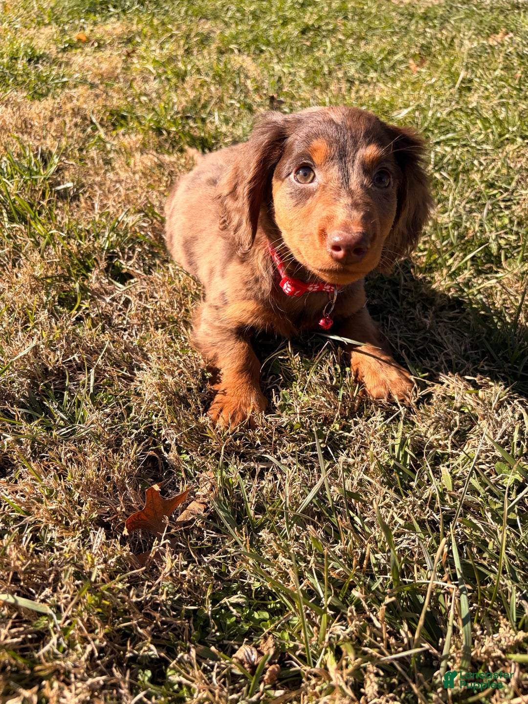 Miniature Dachshund dogs for sale: Odin - Ad 4