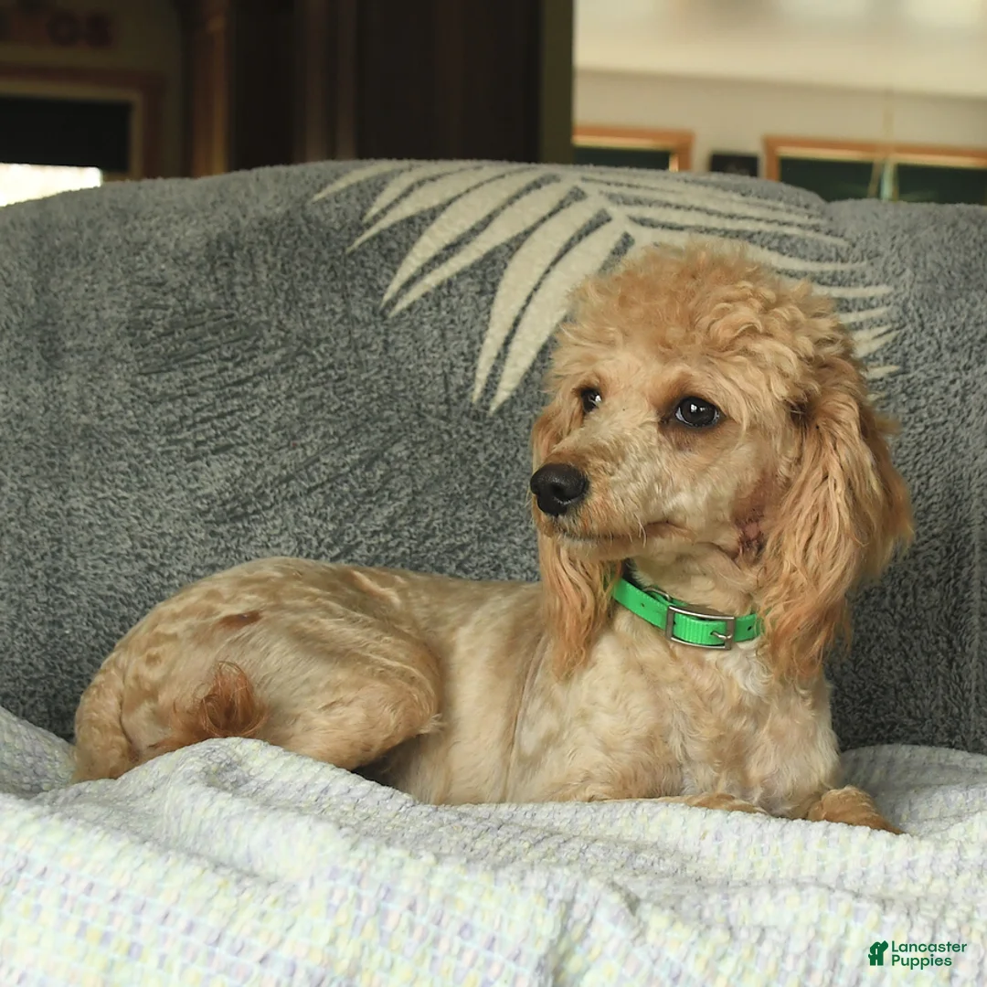 Maltipoo dogs for sale: Austin - Ad 6