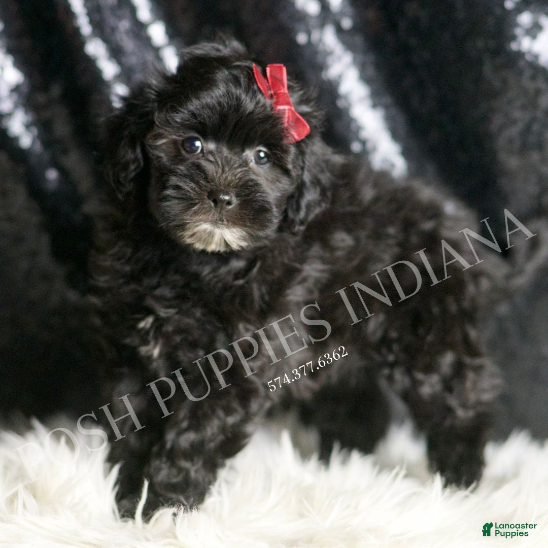 Maltipoo dogs for sale: Gladys - Ad 3