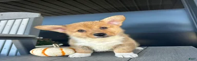 Mowgli Welsh Corgi Pembroke 
