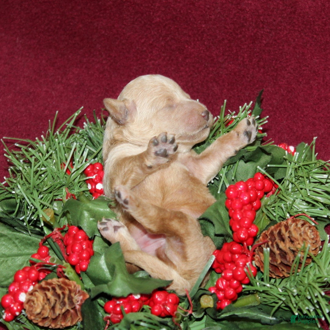 Miniature Poodle dogs for sale: XRay - Ad 3