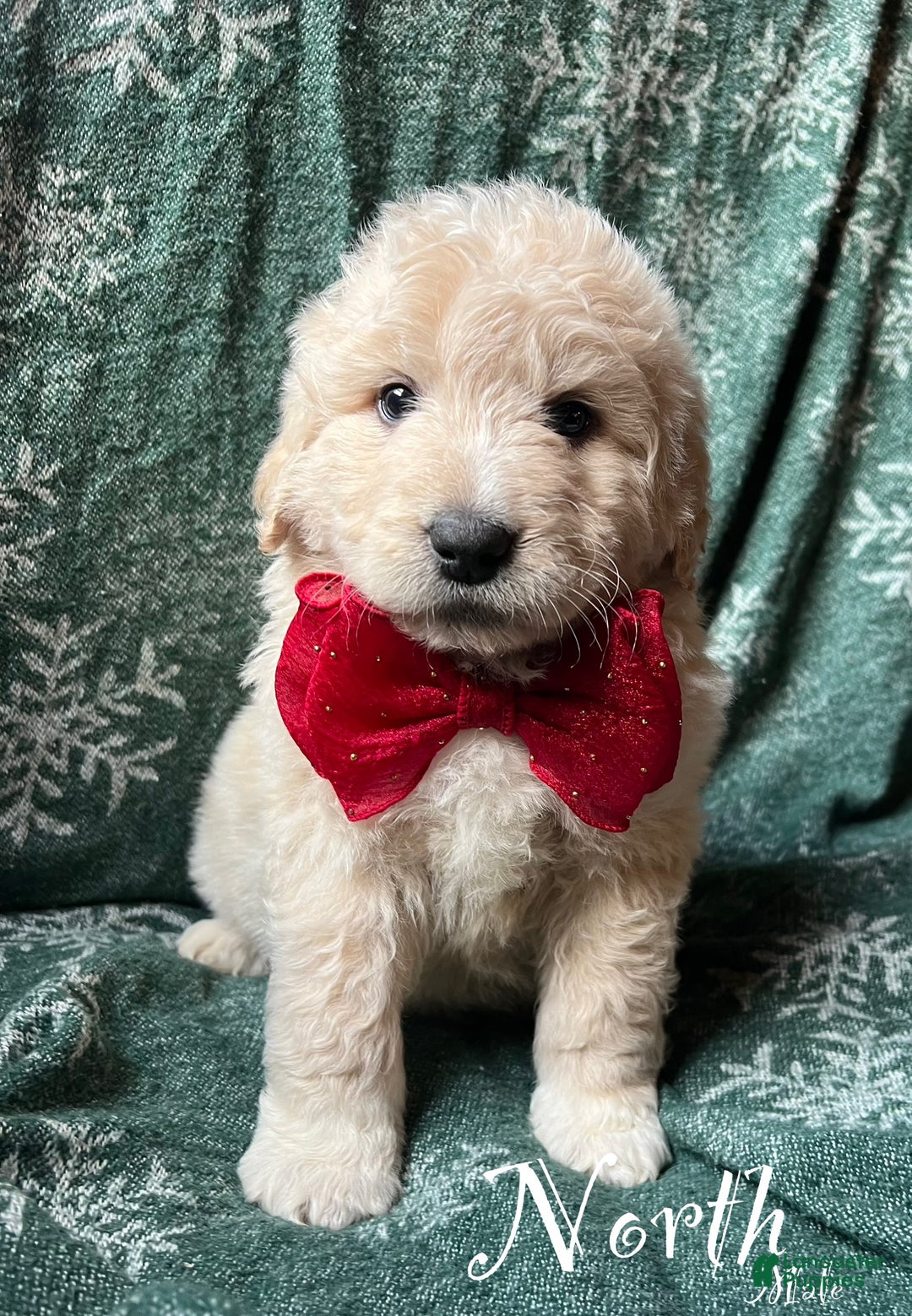 Mixed Breed dogs for sale: North - Ad 2