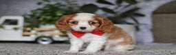 Cavalier King Charles Spaniel dogs for sale: Gypsy - Ad 3