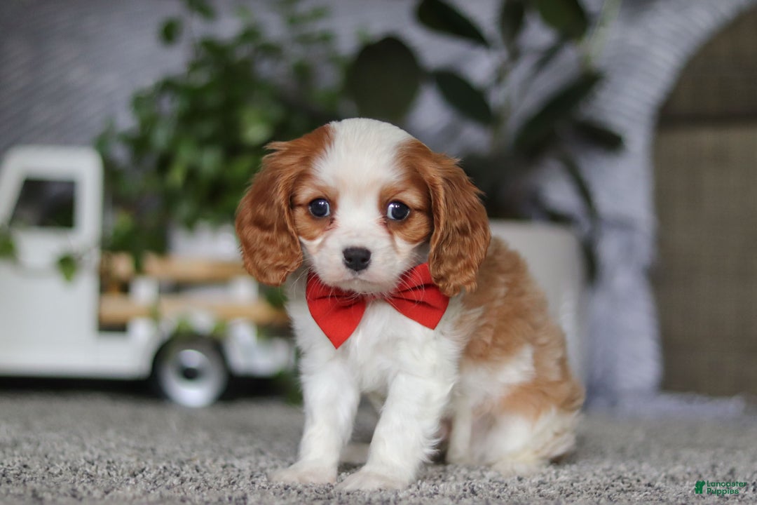 Cavalier King Charles Spaniel dogs for sale: Gypsy - Ad 3