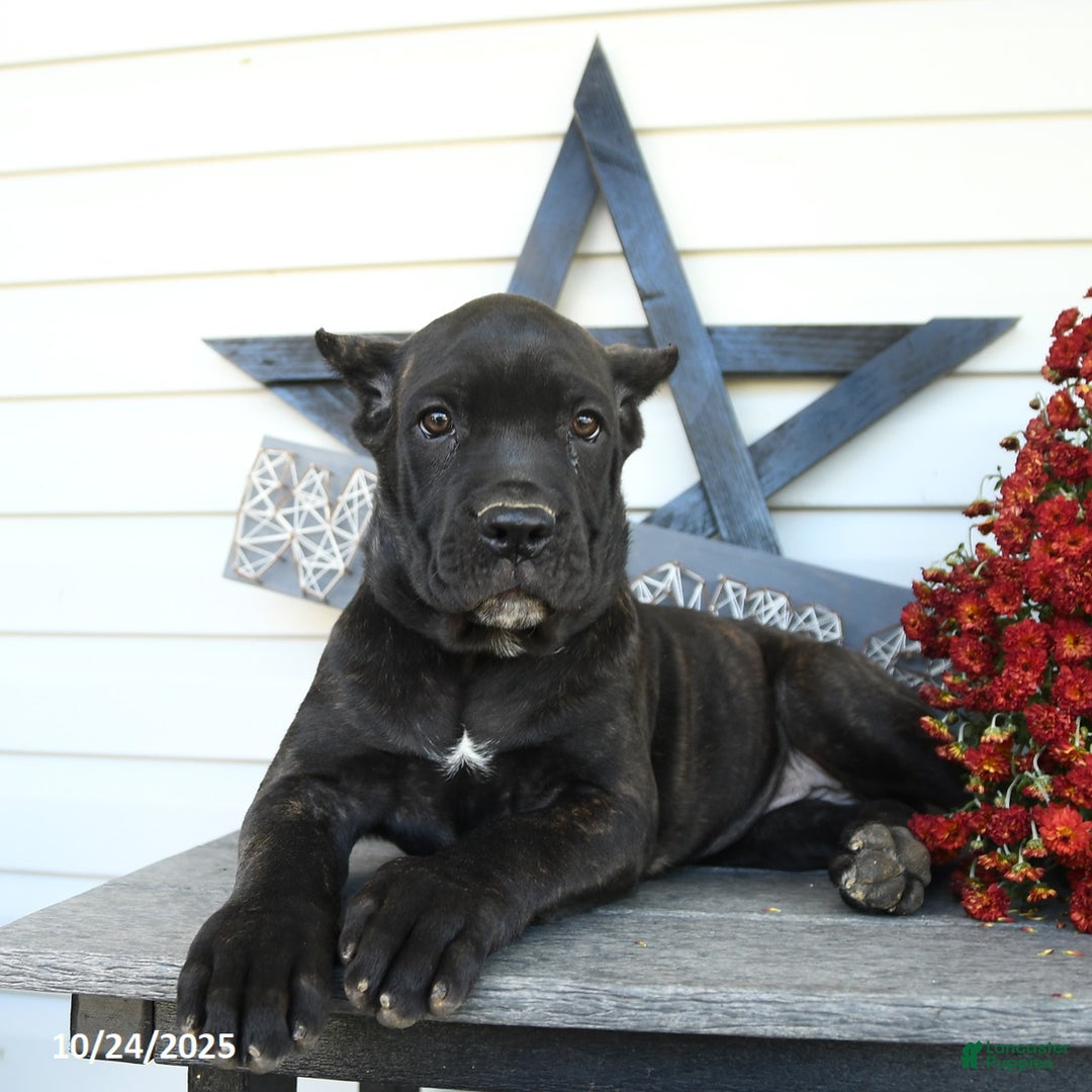 Cane Corso dogs for sale: Penny - Ad 10