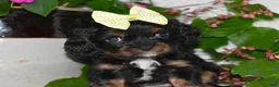 Cavalier King Charles Spaniel dogs for sale: Cavalier King Charles Spaniel 4 - Ad 7