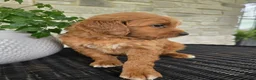 Mini Goldendoodle dogs for sale: Mini Goldendoodle Puppy 3 - Ad 7