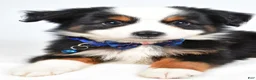Miniature Australian Shepherd dogs for sale: Vader  - Ad 5