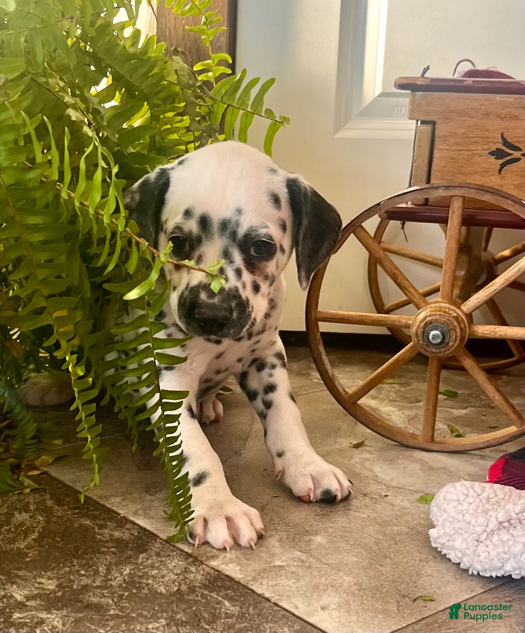 Dalmatian dogs for sale: Scraps❤️🐾AKC Hip Cert ❤️🐾Christmas Ready Call 610-932-1112 - Ad 2