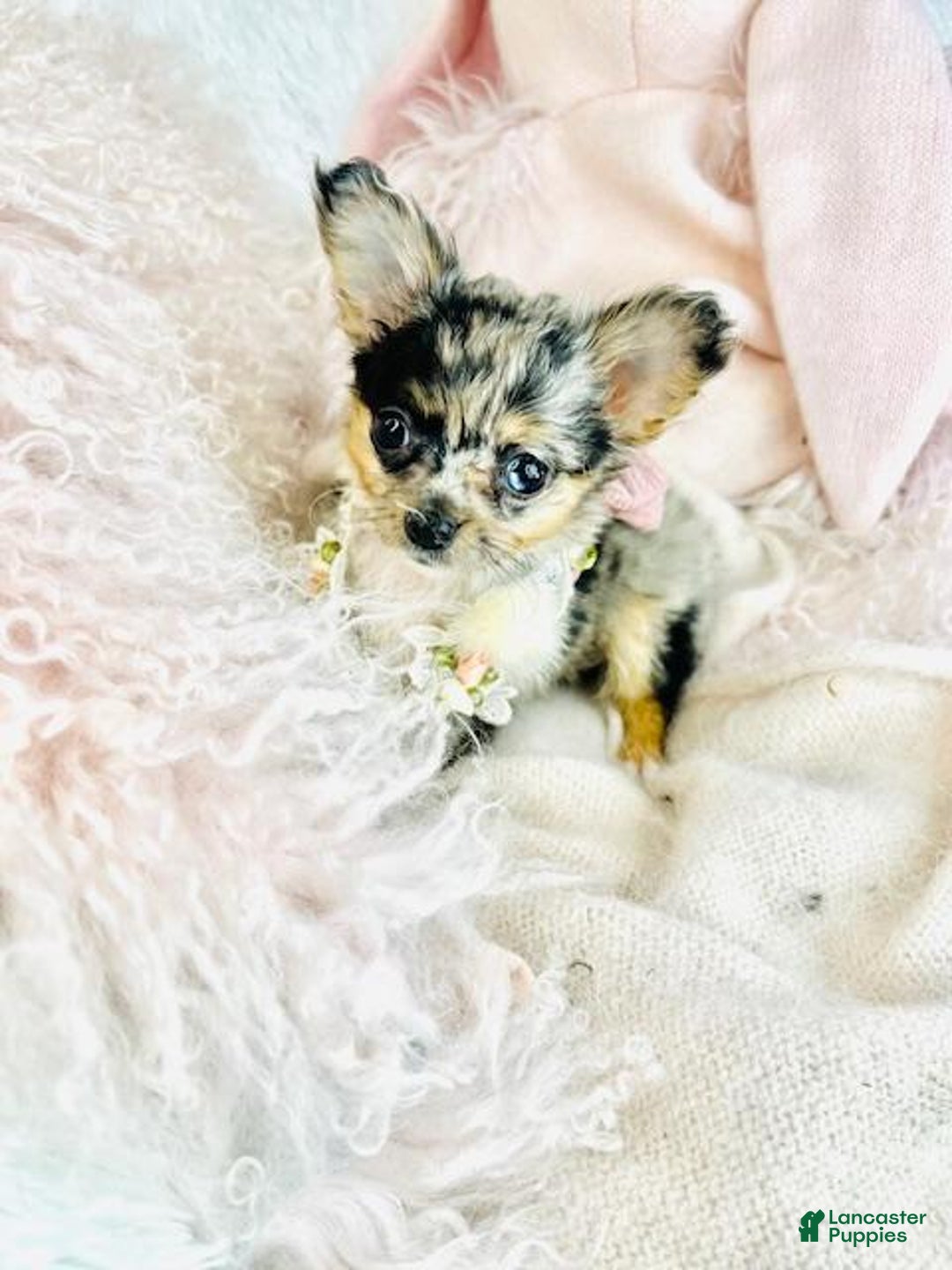 Chihuahua dogs for sale: Chihuahua Puppy 1 - Ad 5