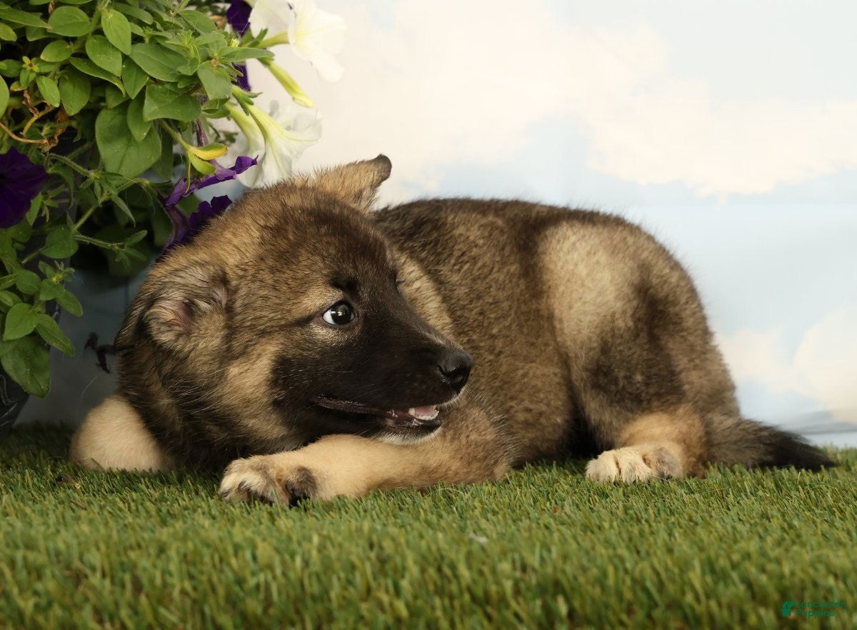Mixed Breed dogs Koala - Ad 1