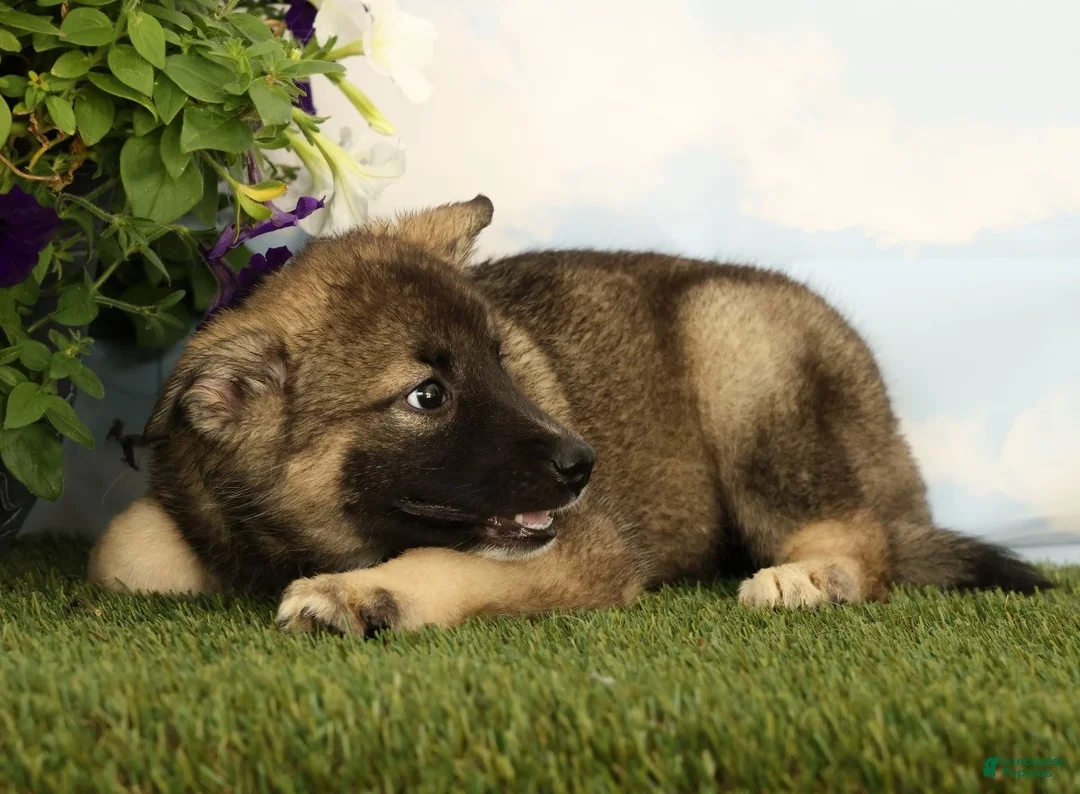 Mixed Breed dogs for sale: Koala - Ad 1