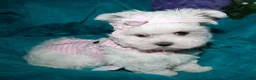 Maltese dogs for sale: Fannie - Ad 11