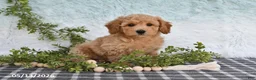 Bichpoo dogs for sale: Hugo - Ad 4