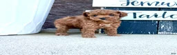Miniature Poodle dogs for sale: Baby Molly ❤️🐾AKC Registered❤️Genetic Tested❤️Call 717-529-1907 - Ad 2
