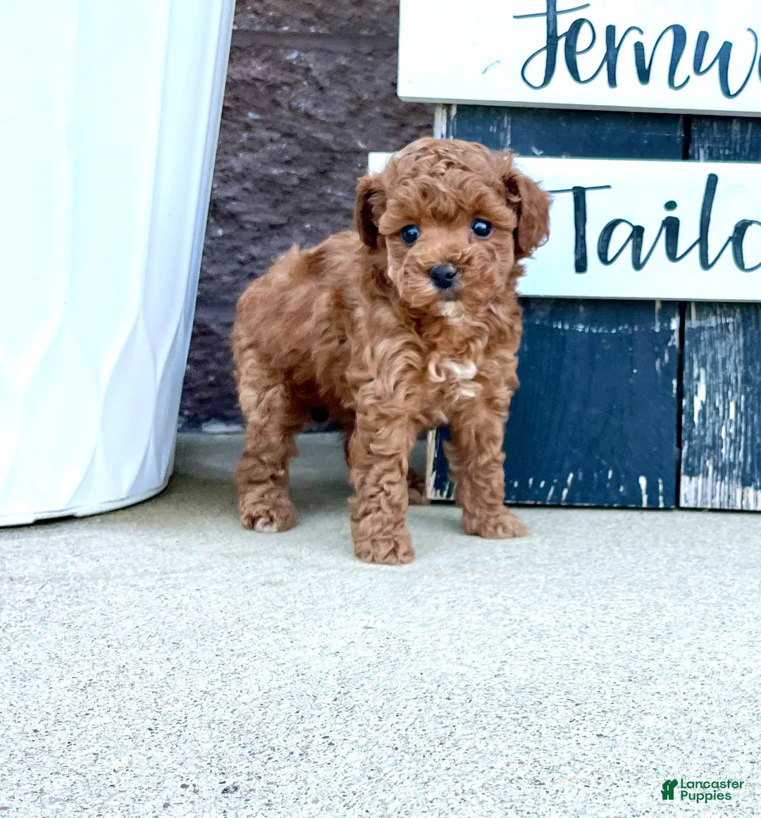 Miniature Poodle dogs for sale: Baby Molly ❤️🐾AKC Registered❤️Genetic Tested❤️Call 717-529-1907 - Ad 2