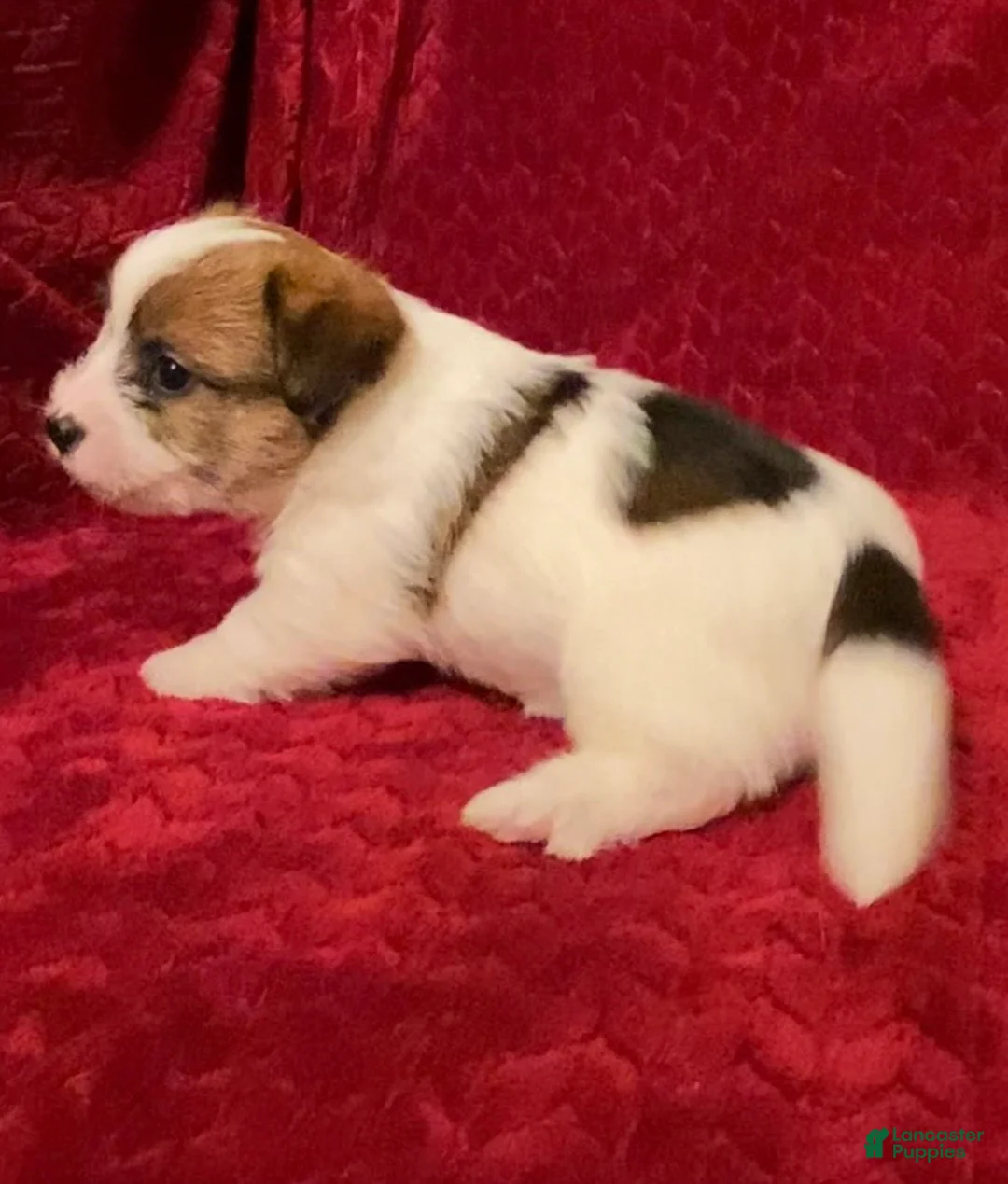 Jack Russell Terrier dogs for sale: Jack Russell Terrier Puppy 2 - Ad 3