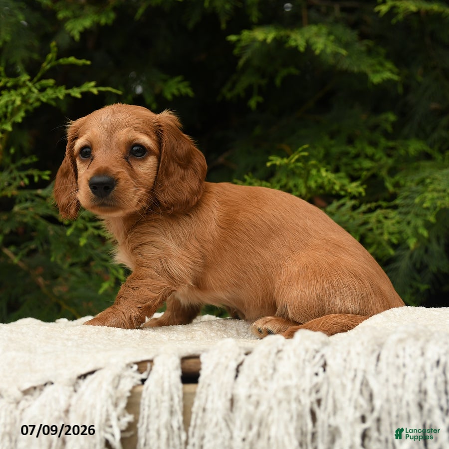 Miniature Dachshund dogs Halo - Ad 2