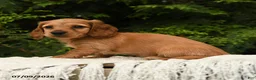 Miniature Dachshund dogs for sale: Halo - Ad 2