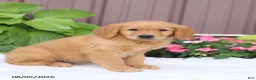 Golden Retriever dogs for sale: Teddy - Ad 3