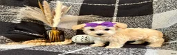 Schnoodle dogs for sale: Lexi - Ad 3