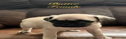 Pug dogs for sale: Butter - Ad 2