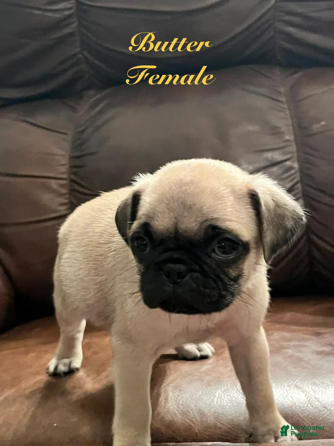 Pug dogs for sale: Butter - Ad 2