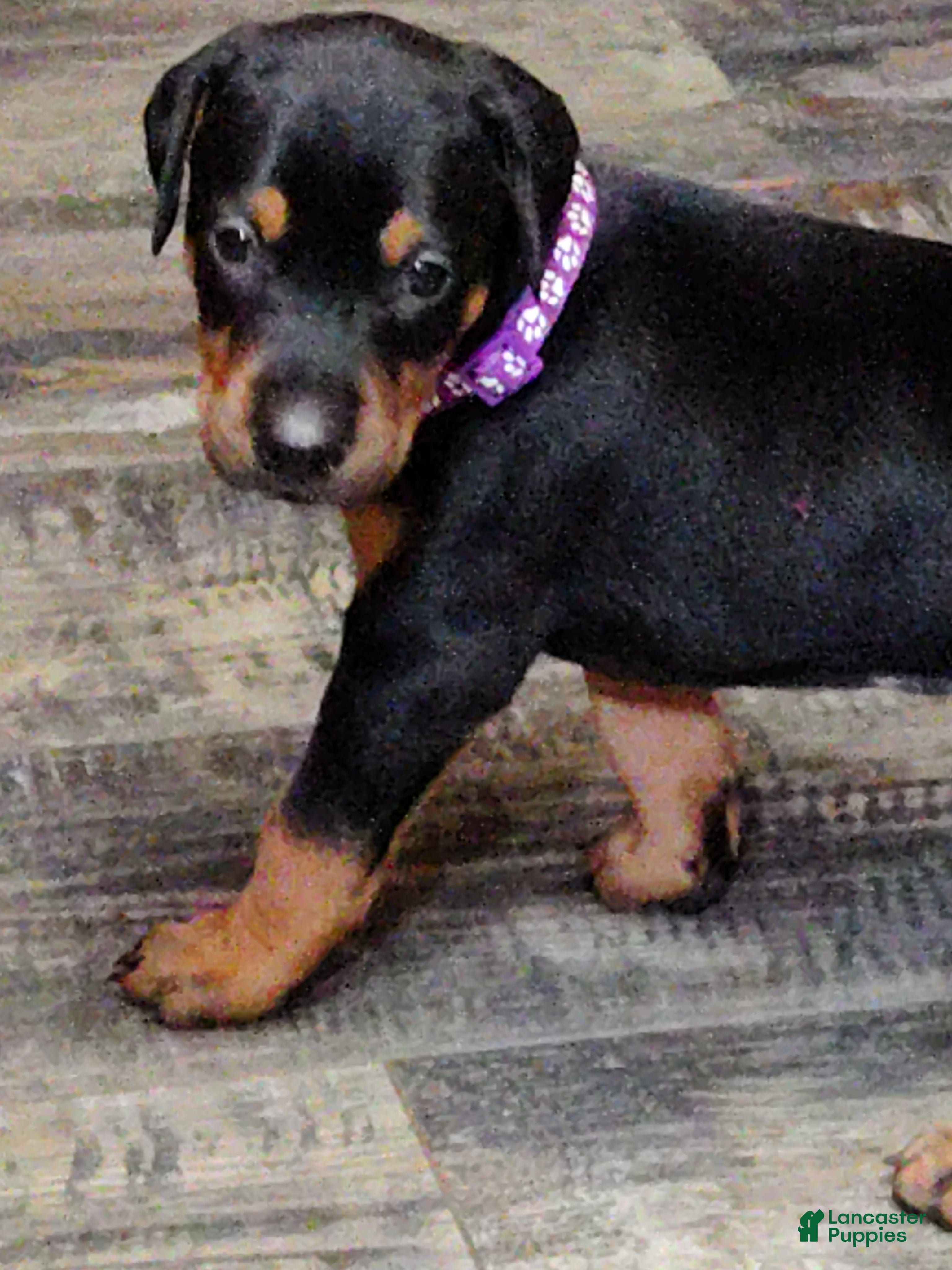 Doberman Pinscher dogs Doberman Pinscher / Purple - Ad 34