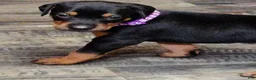 Doberman Pinscher dogs for sale: Doberman Pinscher / Purple - Ad 1