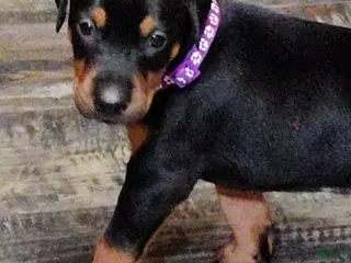 Doberman Pinscher dogs Doberman Pinscher / Purple - Ad 34