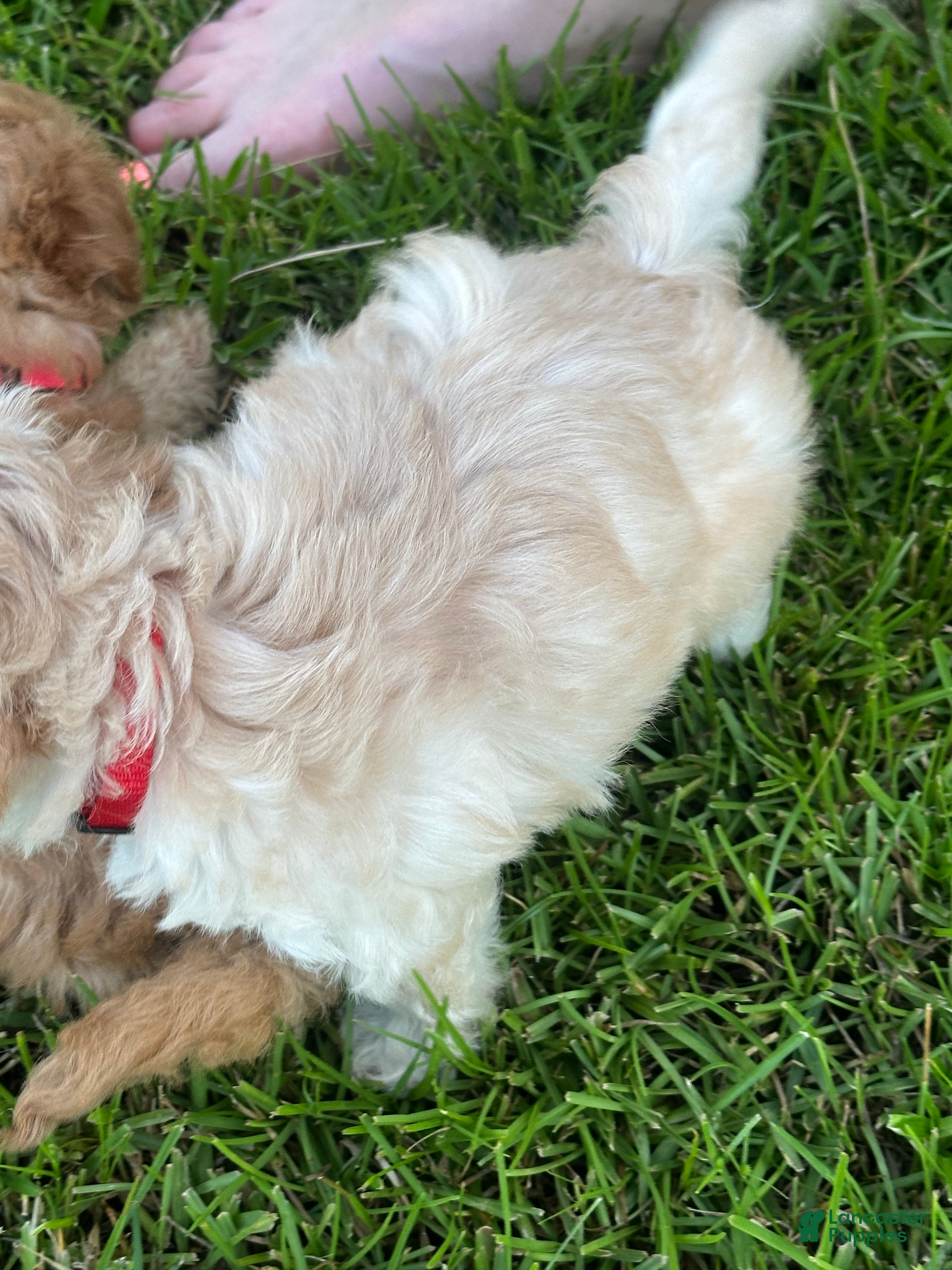 Maltipoo dogs Dolly - Ad 2