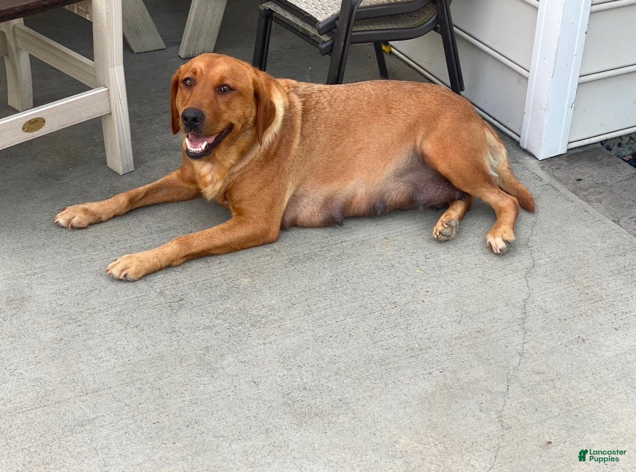 Labrador Retriever dogs Rusty - Ad 2