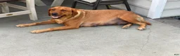 Labrador Retriever dogs for sale: Roxy - Ad 4
