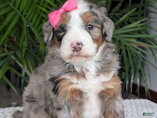 Mini Bernedoodle dogs Mini Sadie - Ad 34