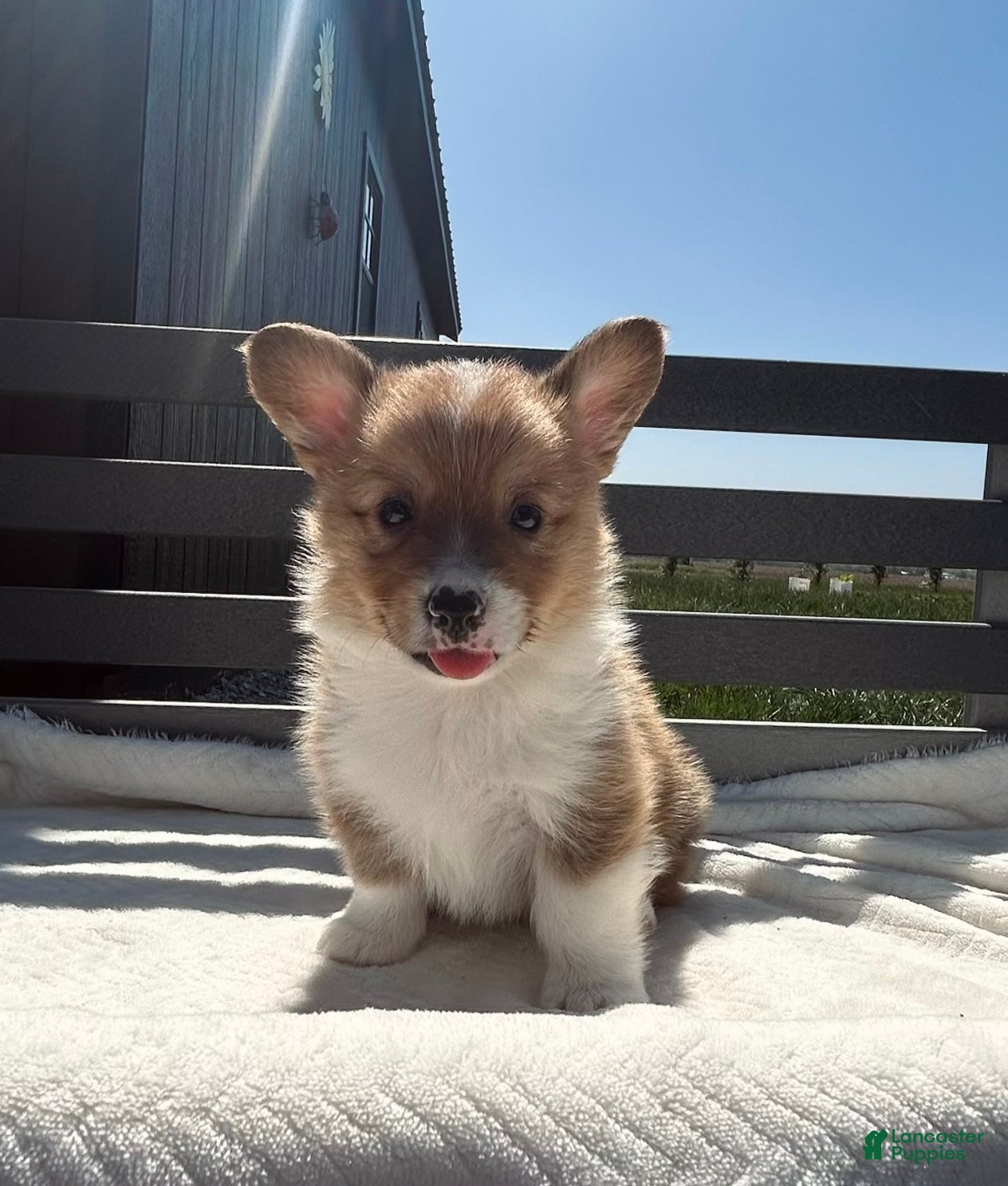 Welsh Corgi Pembroke dogs Henry Welsh Corgi Pembroke Puppy  - Ad 2