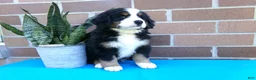Bernese Mountain Dog dogs for sale: Tea Cup - Ad 3