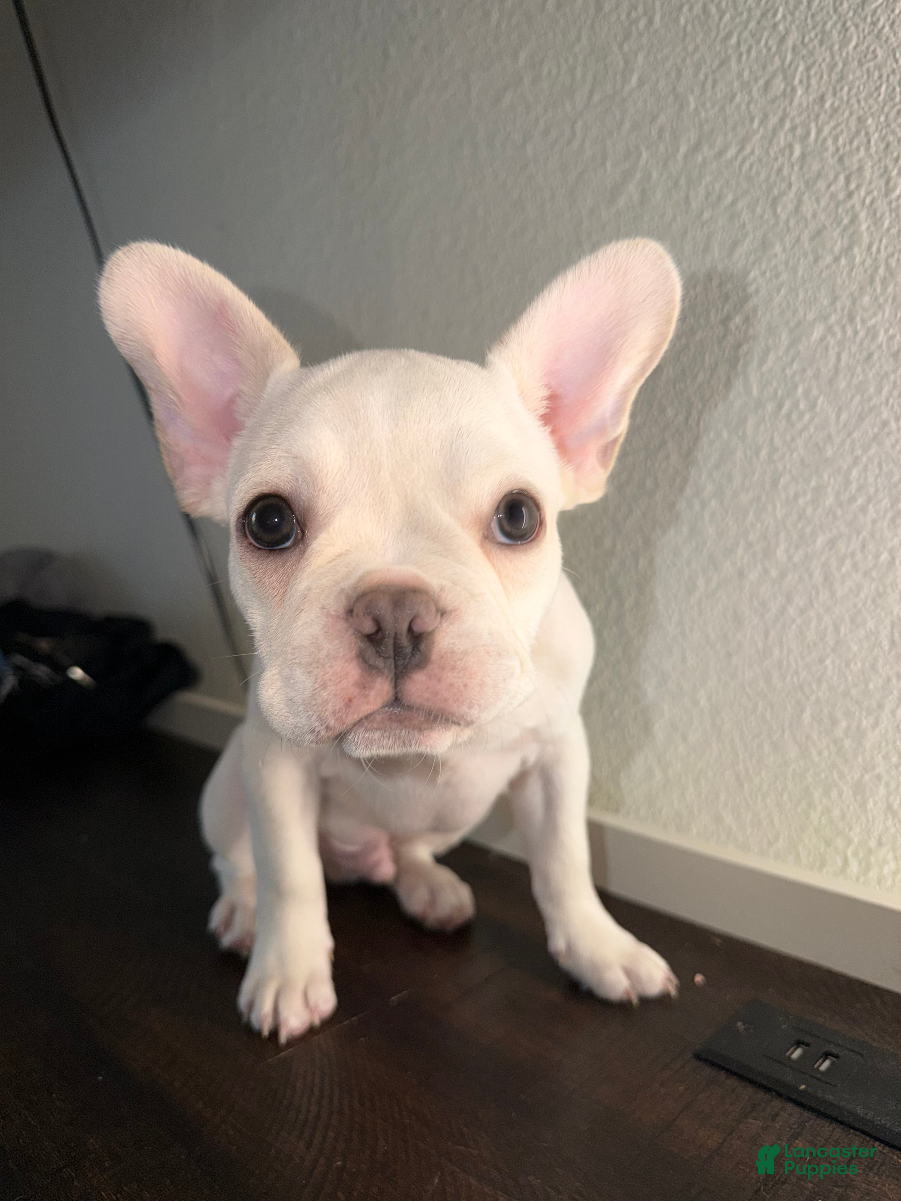 French Bulldog dogs for sale: Ares - Ad 1