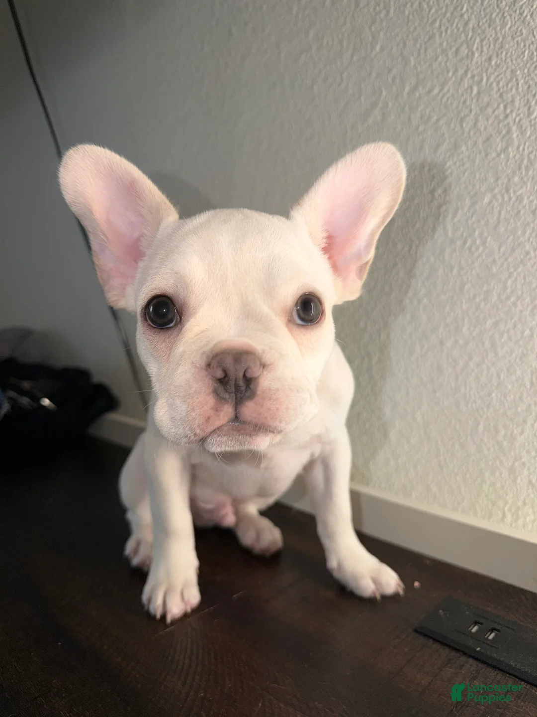 French Bulldog dogs for sale: Ares - Ad 1