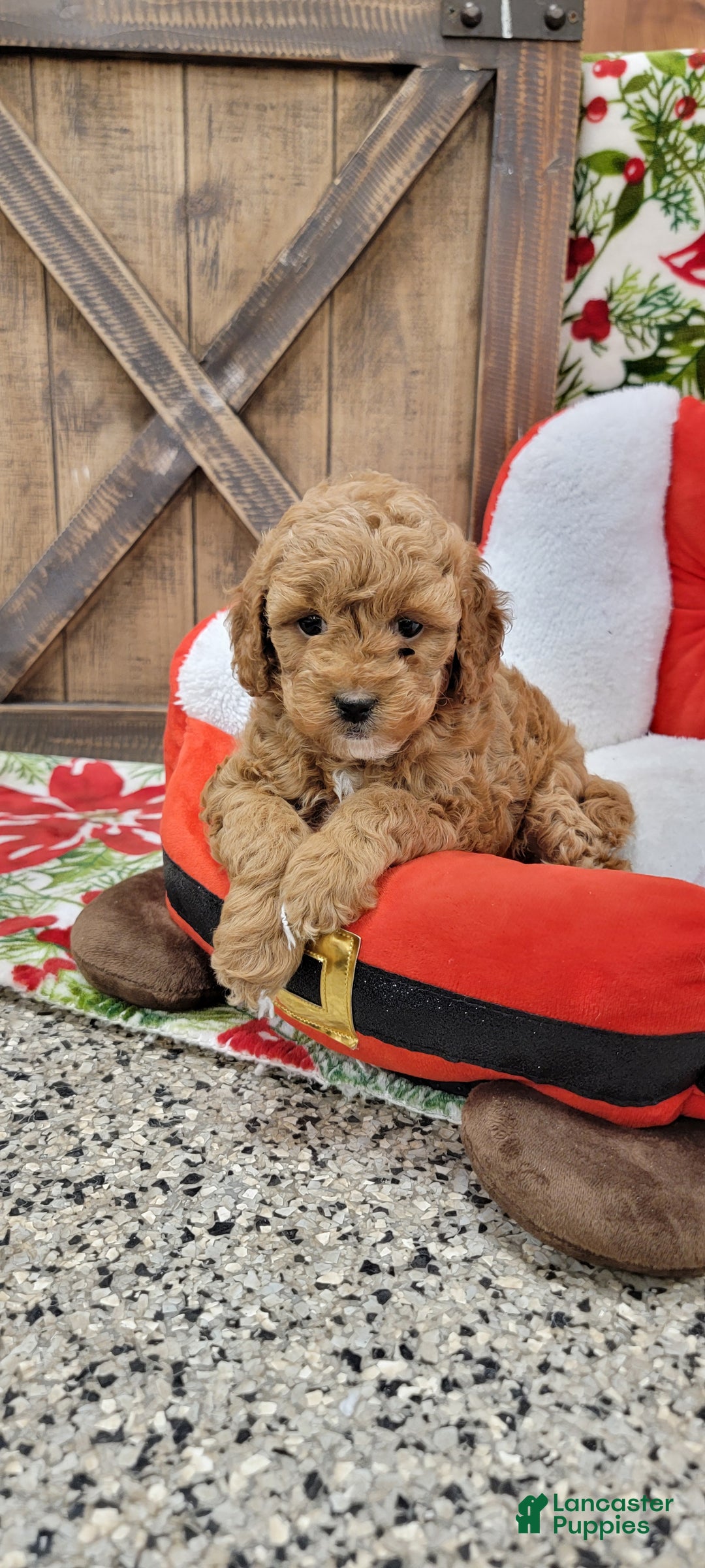 Cavapoo dogs for sale: Santa - Ad 6