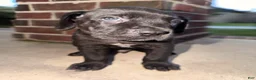 Cane Corso dogs for sale: Cane Corso 1 - Ad 6