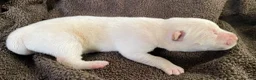 Mixed Breed dogs for sale: Chowsky boy - Ad 2