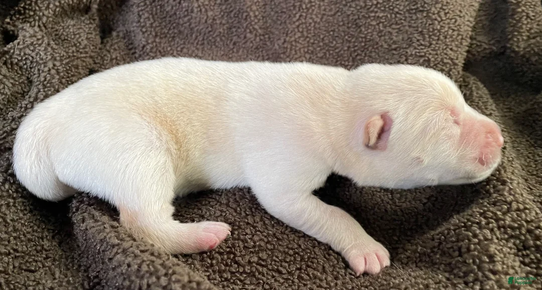 Mixed Breed dogs for sale: Chowsky boy - Ad 2