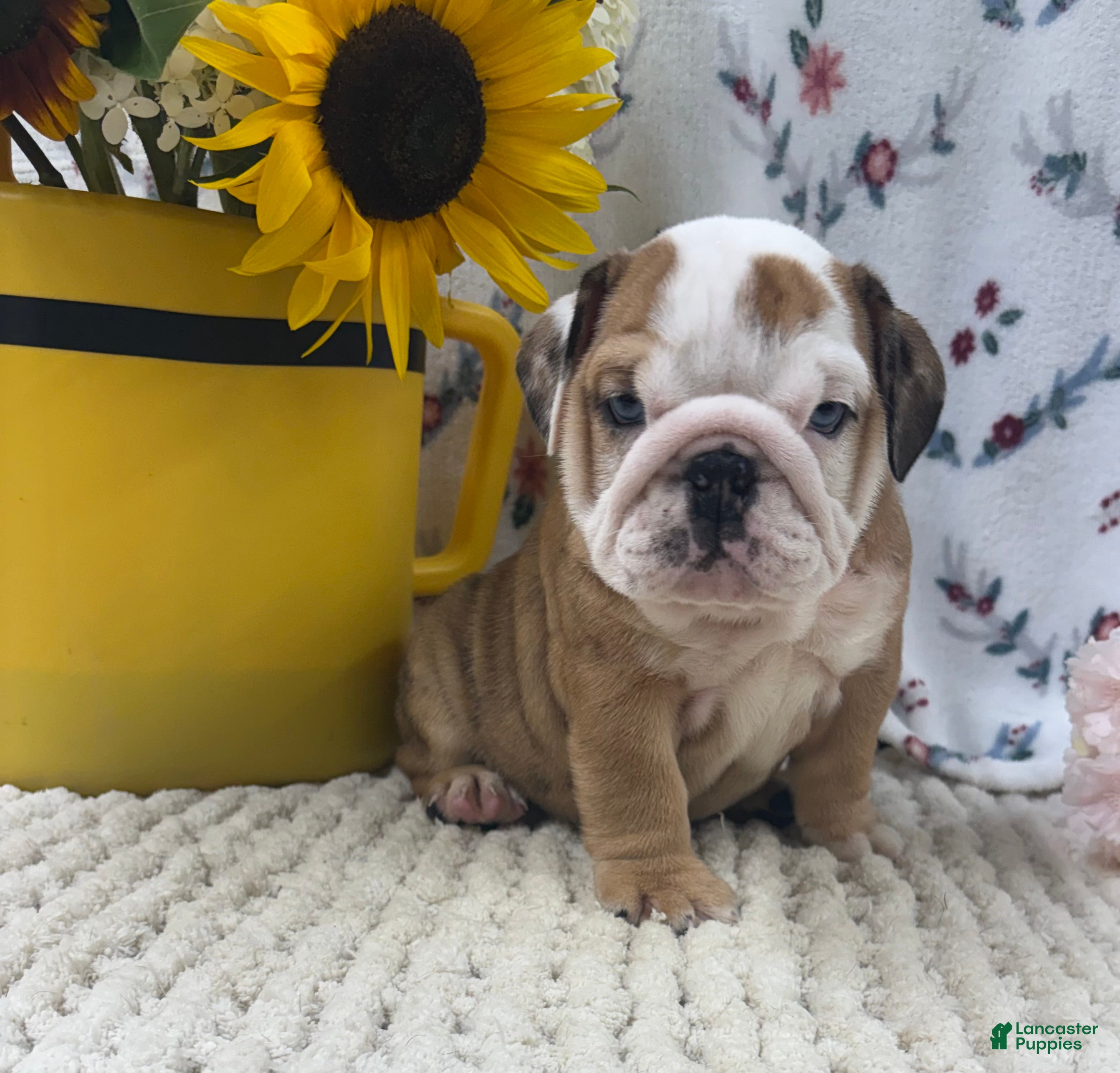 English Bulldog dogs Rosie - Ad 2