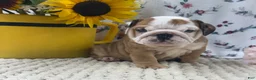 English Bulldog dogs for sale: Rosie - Ad 2