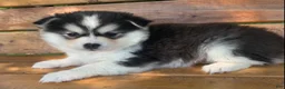 Alaskan Klee Kai dogs for sale: Beautiful Gal~~Charise! - Ad 8