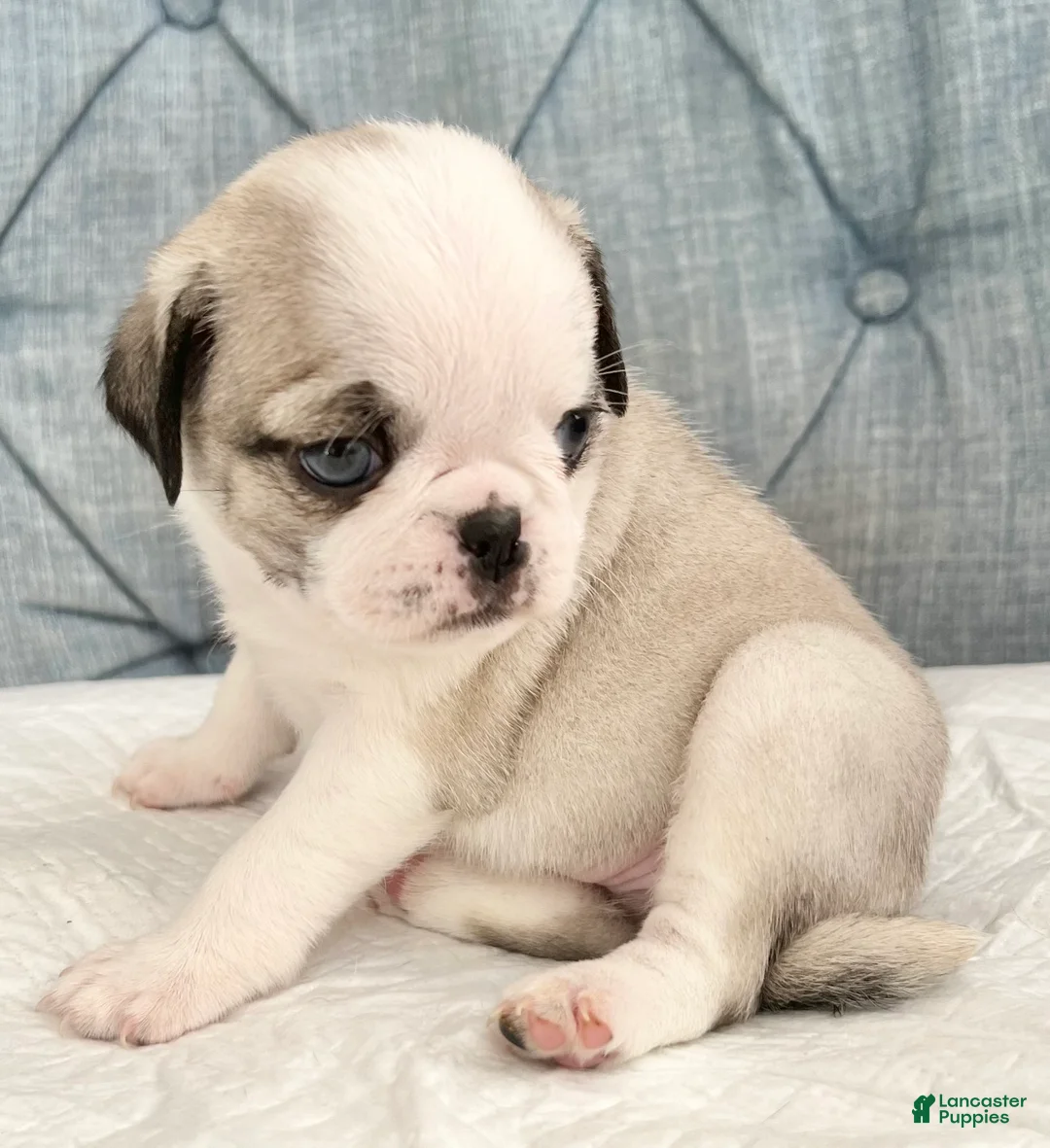 Pug dogs for sale: Panda blue eyes girl - Ad 2