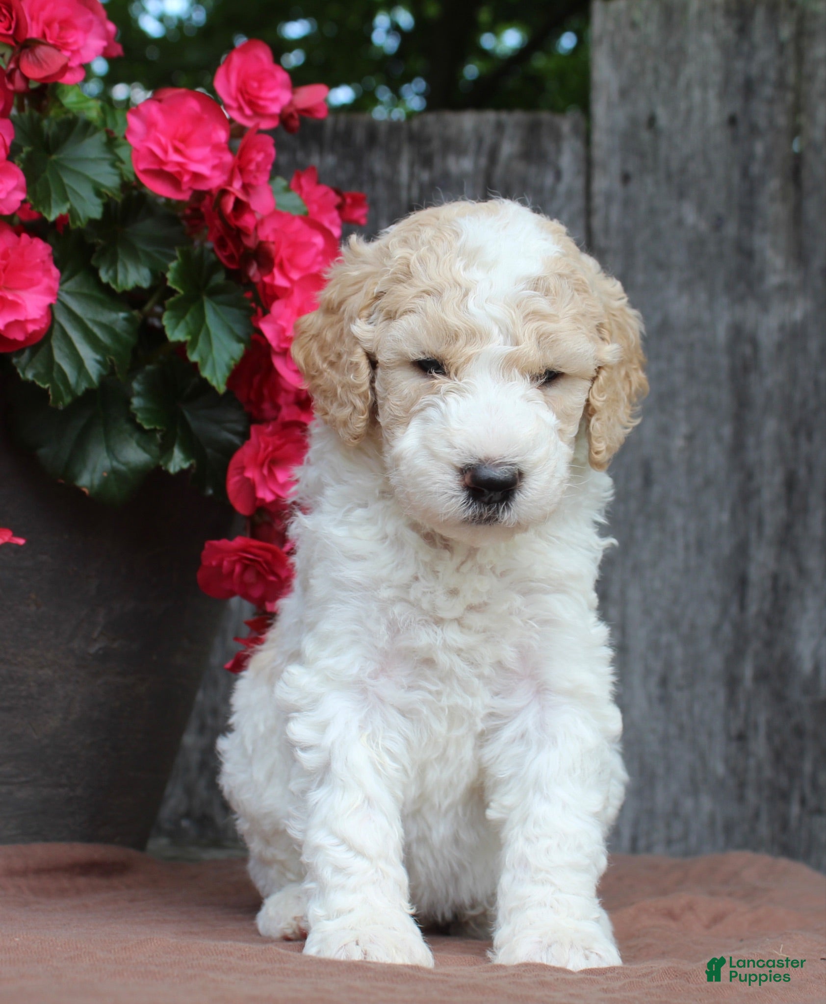 Standard Poodle dogs Willow AKC standard poodle - Ad 2