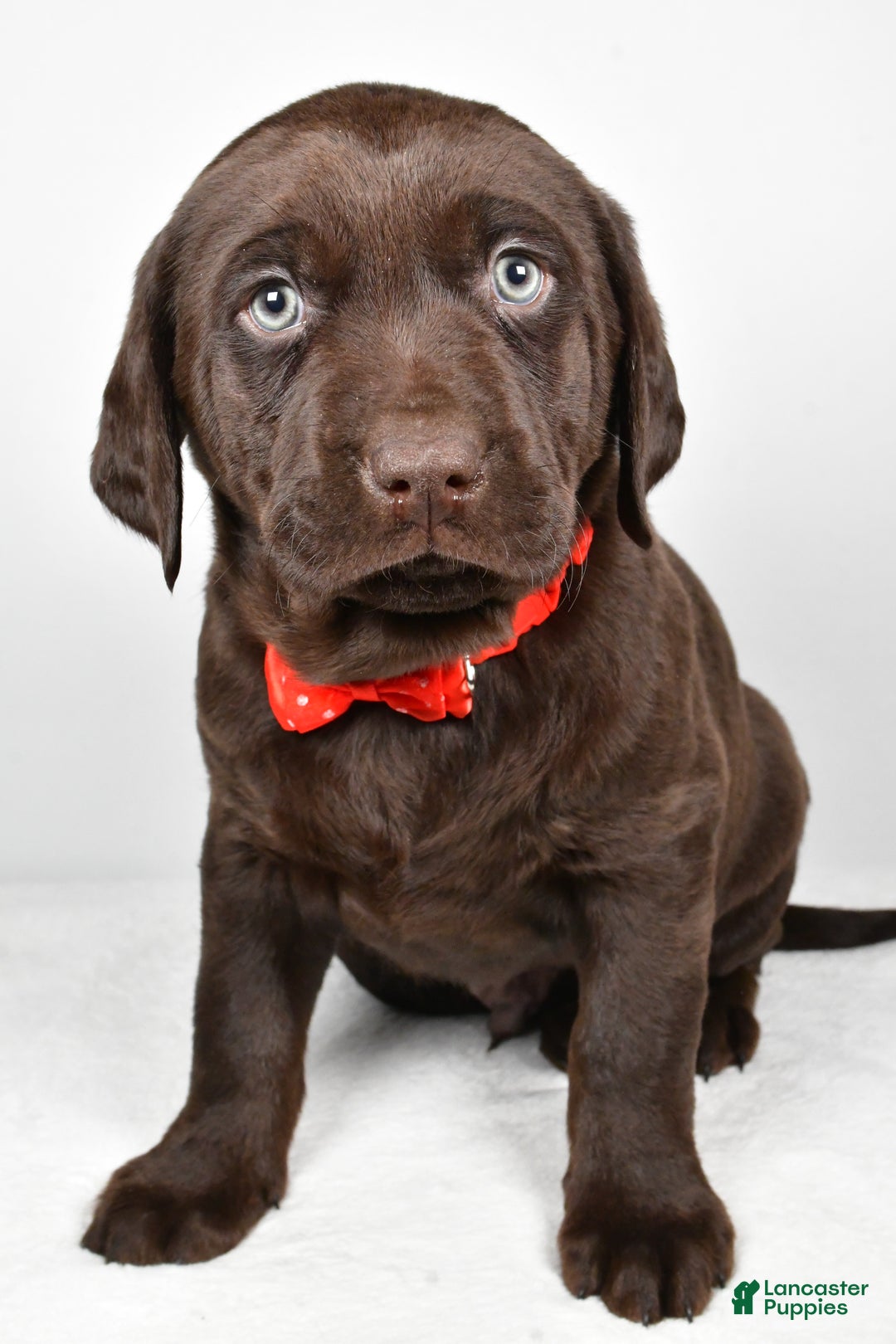 Labrador Retriever dogs for sale: Nugget - Ad 6