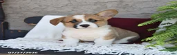 Welsh Corgi Pembroke dogs for sale: Lucky - Ad 3