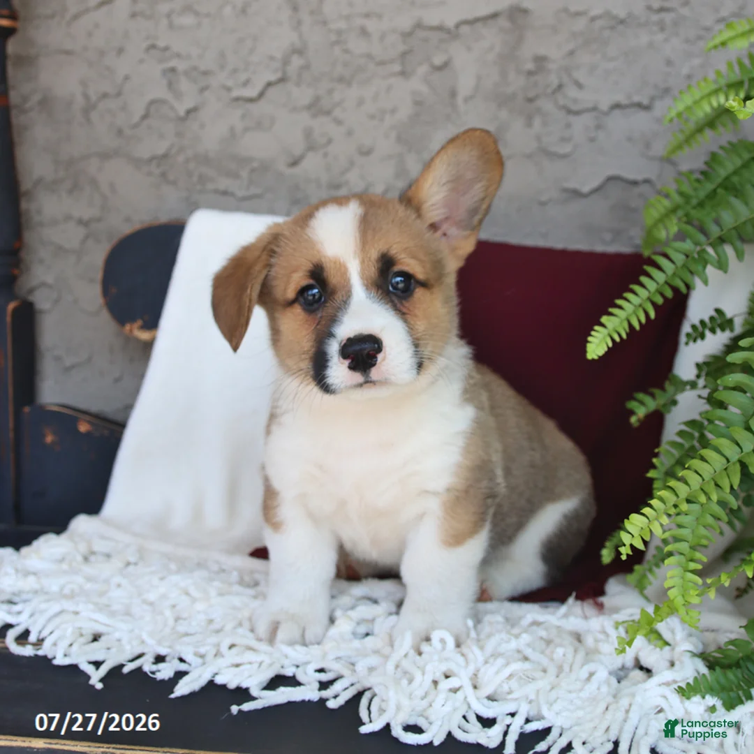 Welsh Corgi Pembroke dogs for sale: Lucky - Ad 3